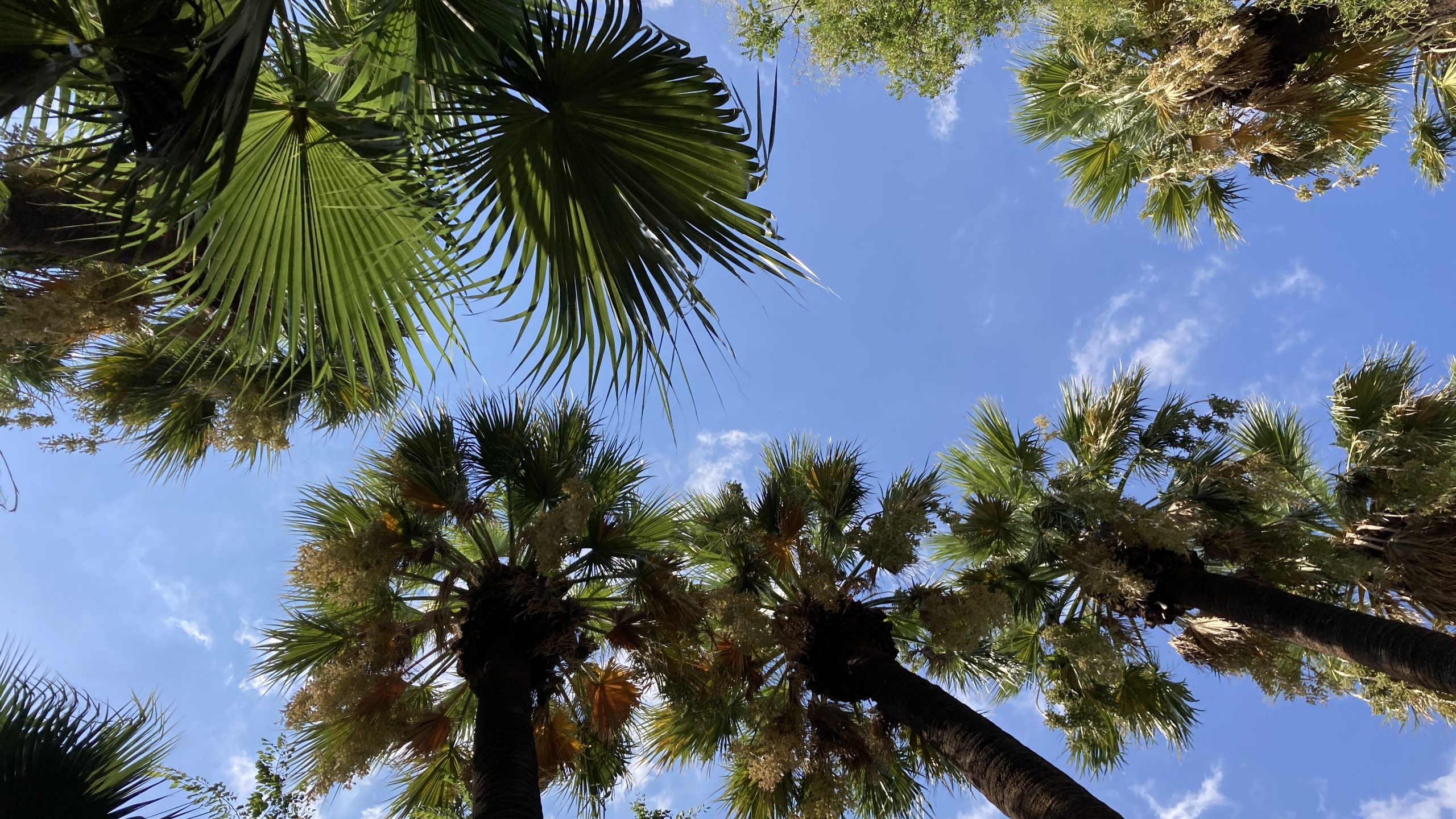 Palms and sky.